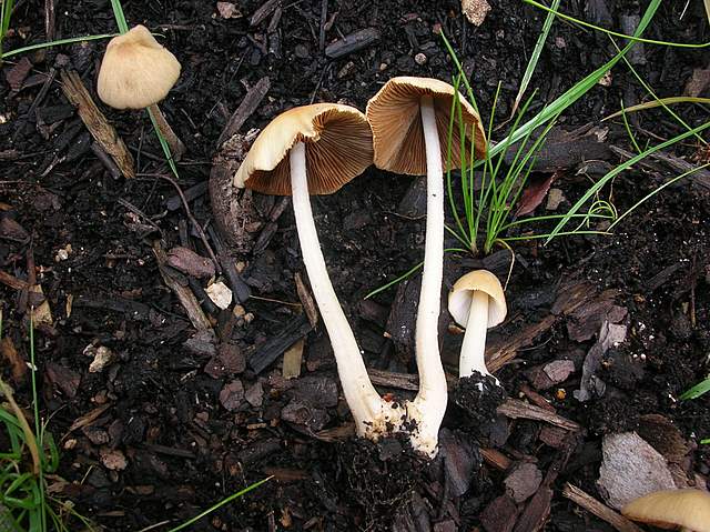 Conocybe hornana     Singer & Hausknecht